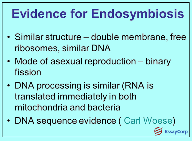 Endosymbiotic Evidence