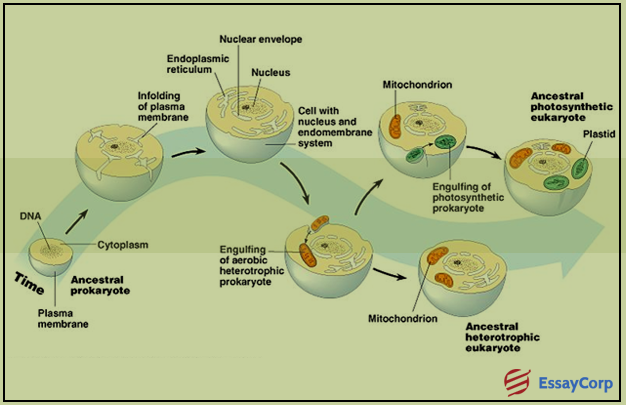 Endosymbiotic Examples