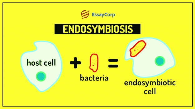 Endosymbiotic Mitochondria