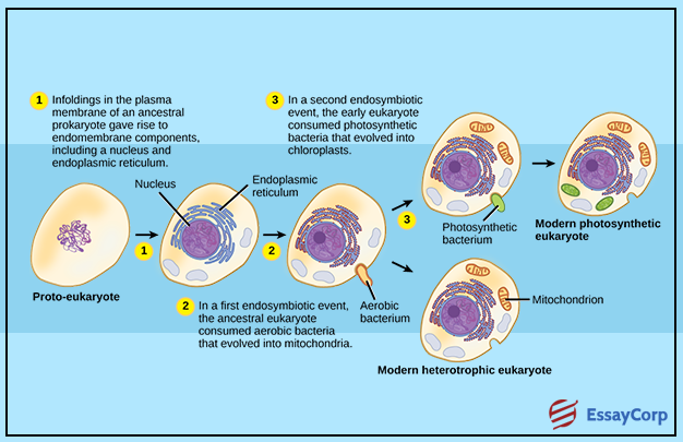 Evidence Against Endosymbiotic Theory