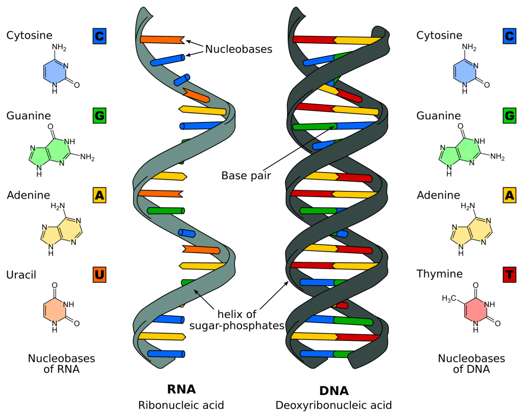 Nucleic Acid - EssayCorp